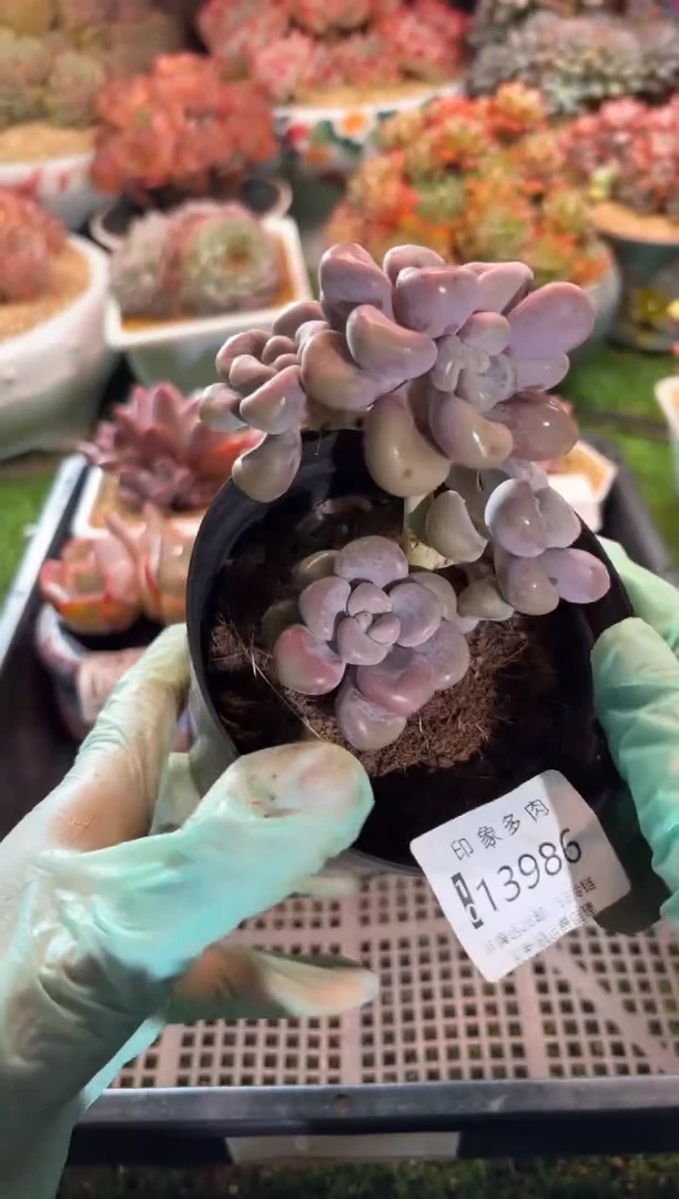 【闪购商品】13986