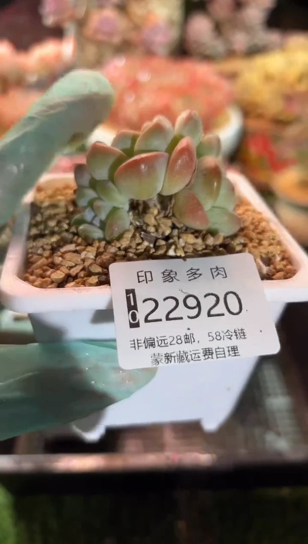 【闪购商品】22920