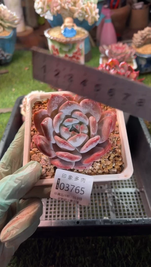 【闪购商品】03765