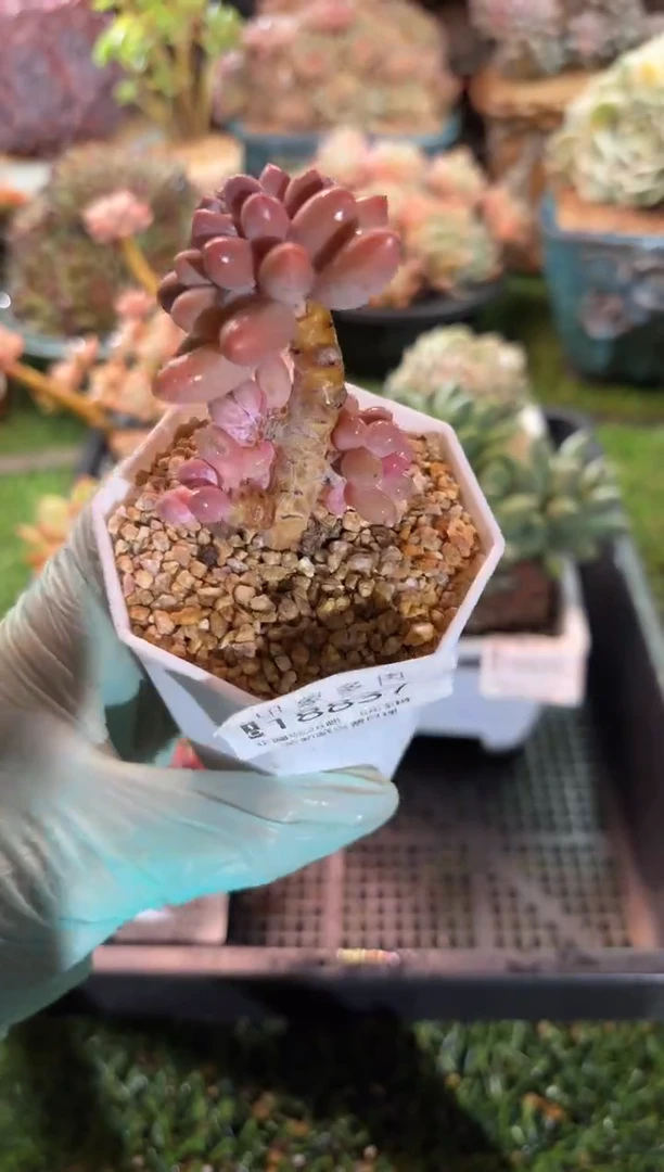 【闪购商品】18837