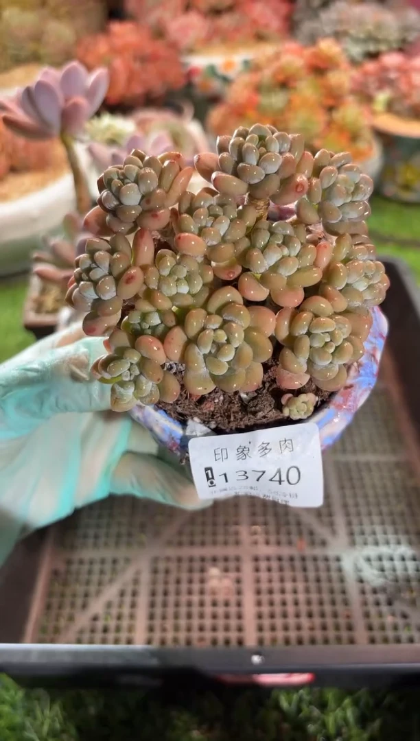【闪购商品】13740