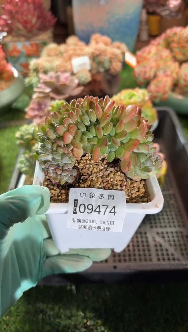 【闪购商品】09474