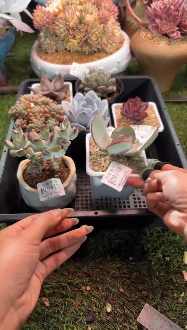 【闪购商品】09318