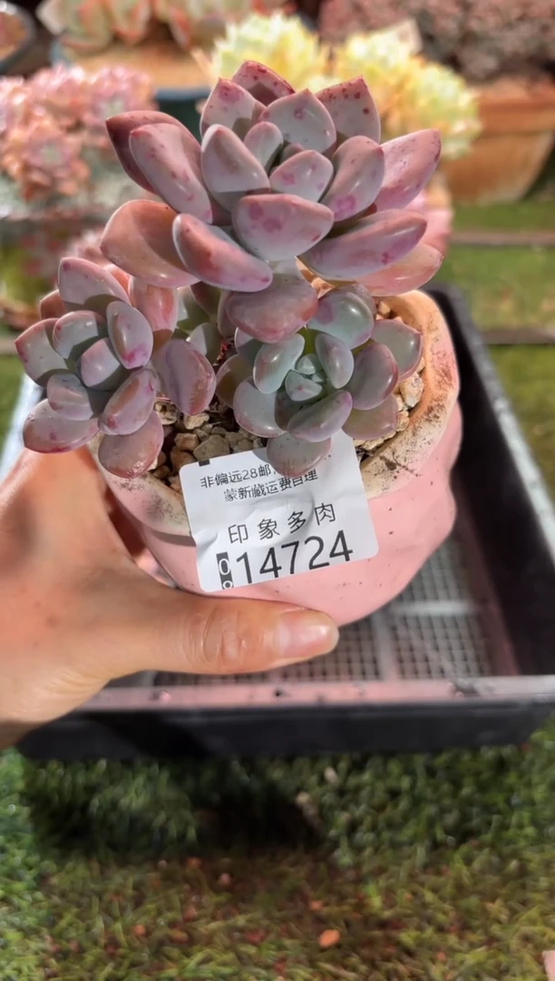 【闪购商品】14724