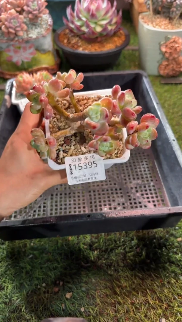 【闪购商品】15395