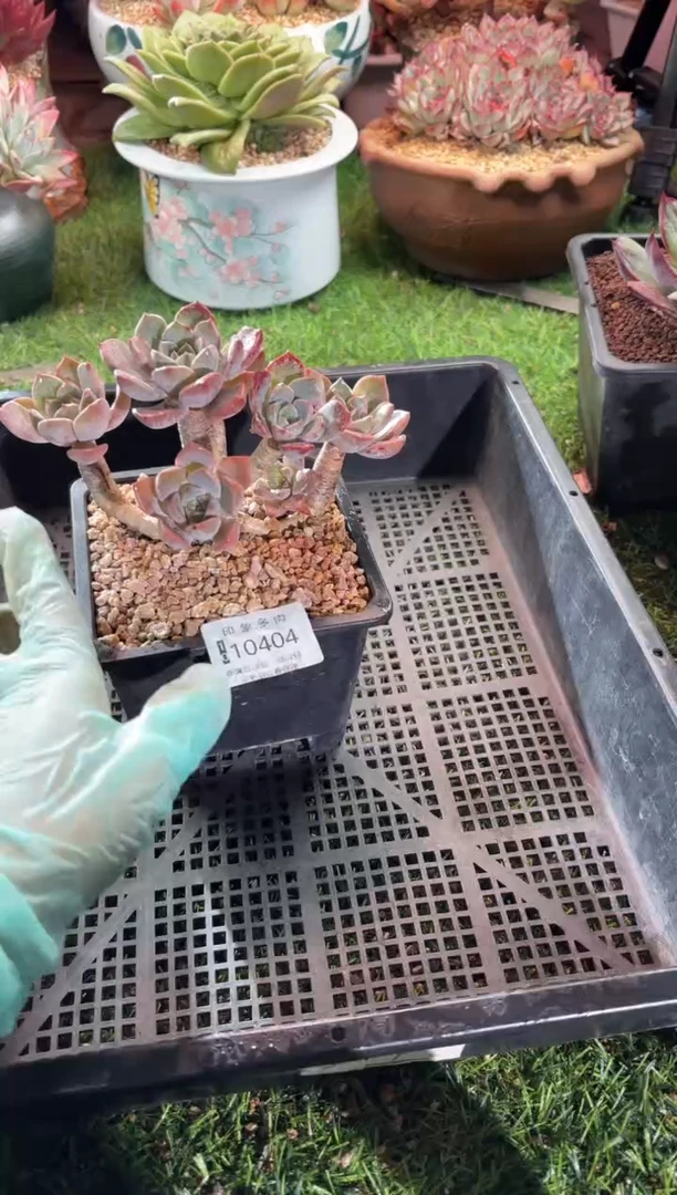 【闪购商品】10404