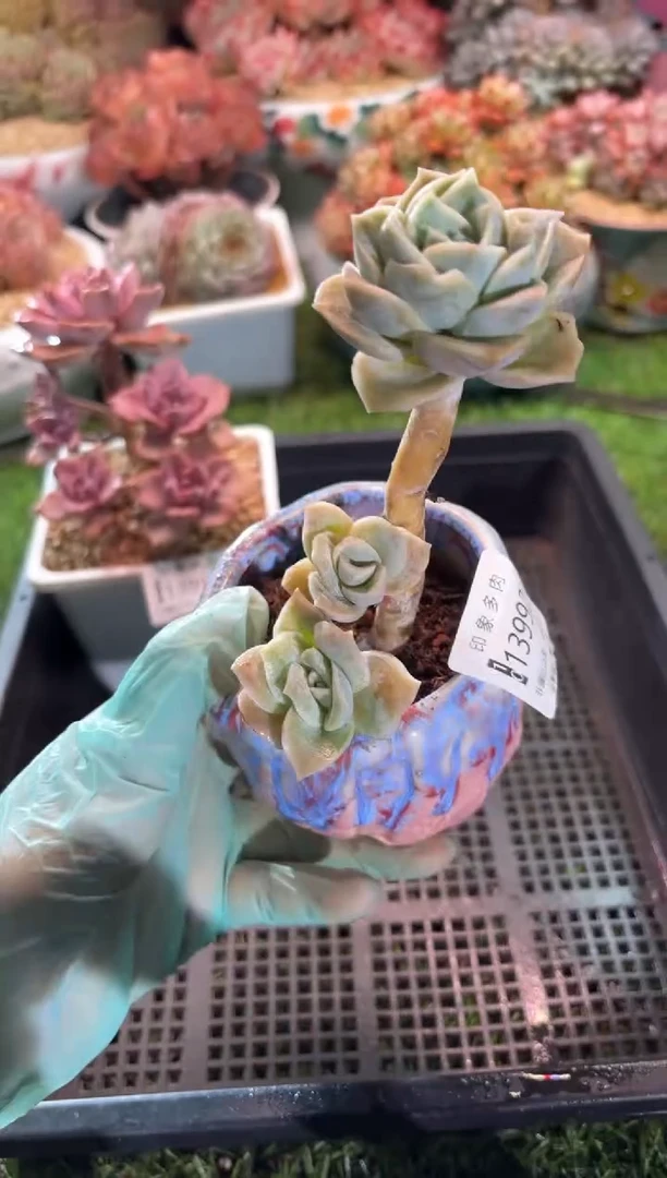 【闪购商品】13992