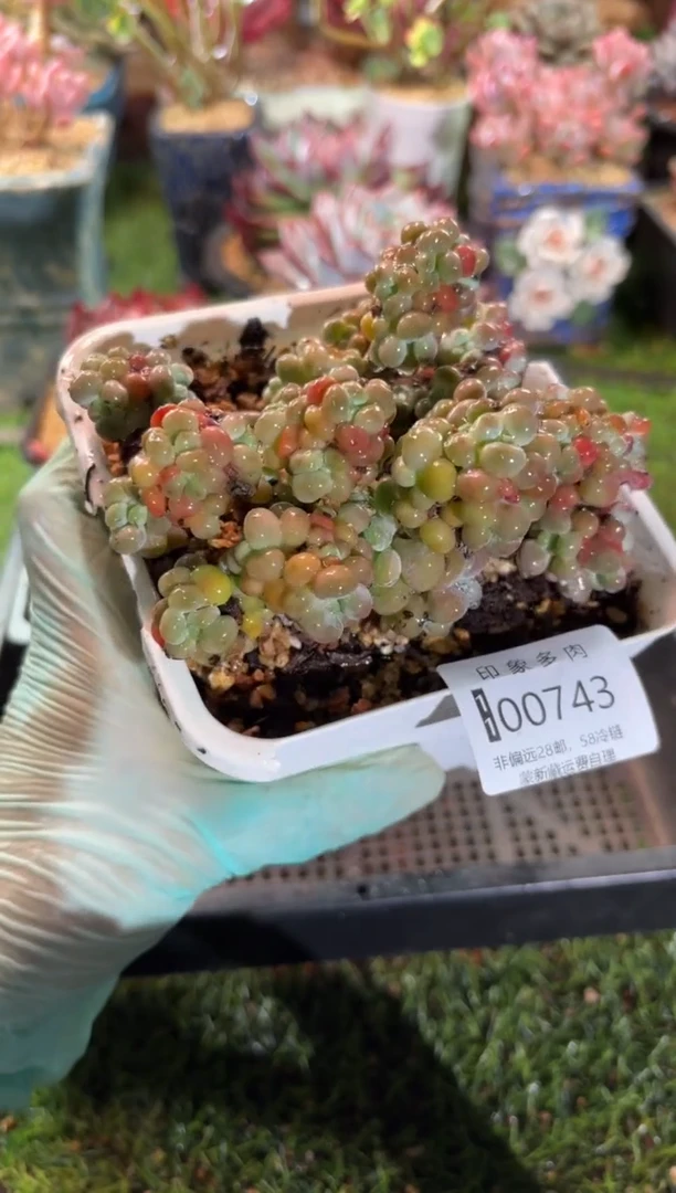 【闪购商品】00743