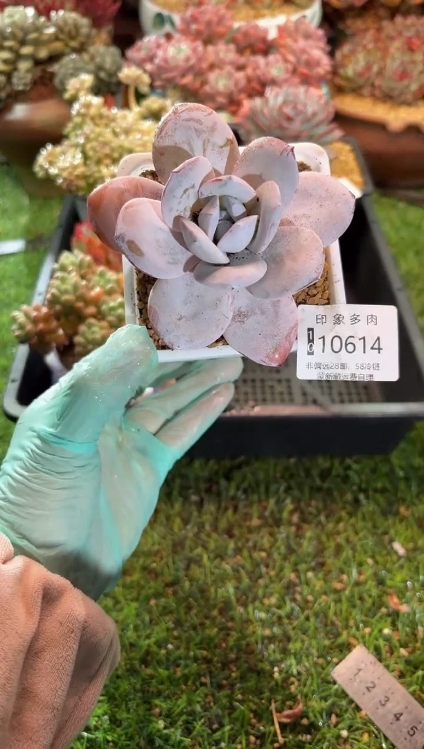 【闪购商品】10614