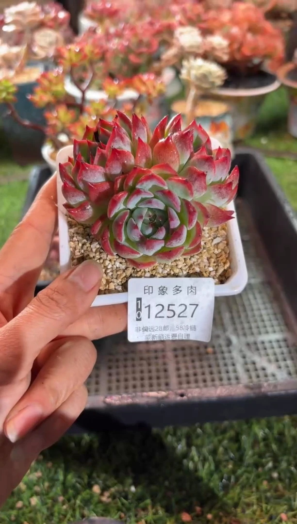 【闪购商品】12527