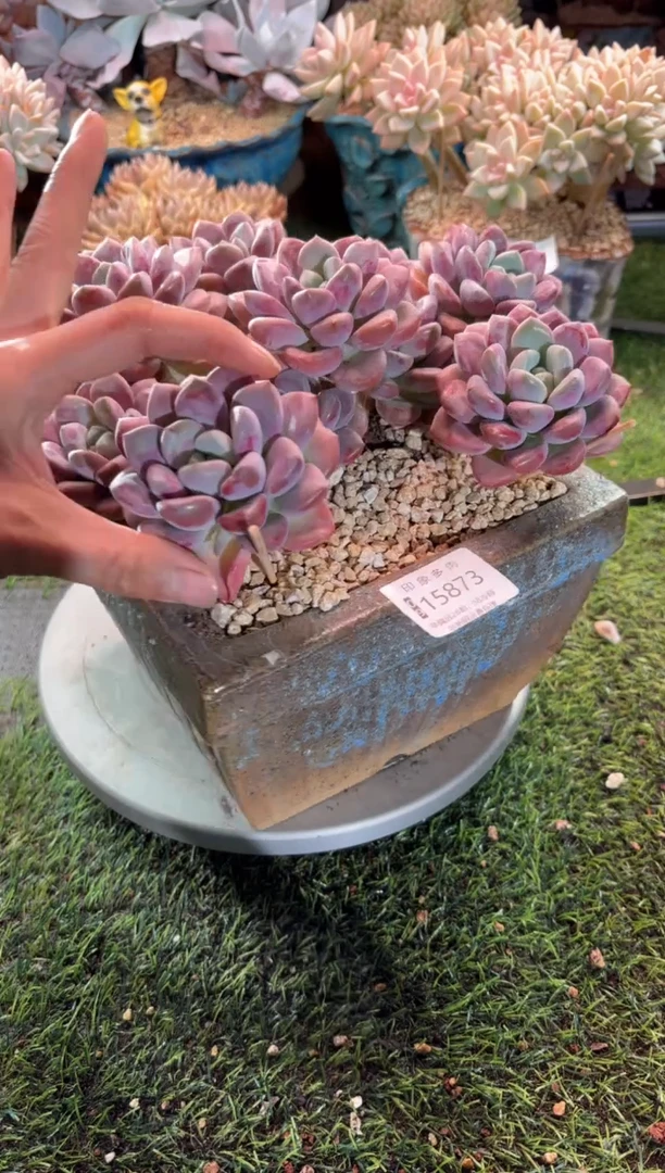 【闪购商品】15873