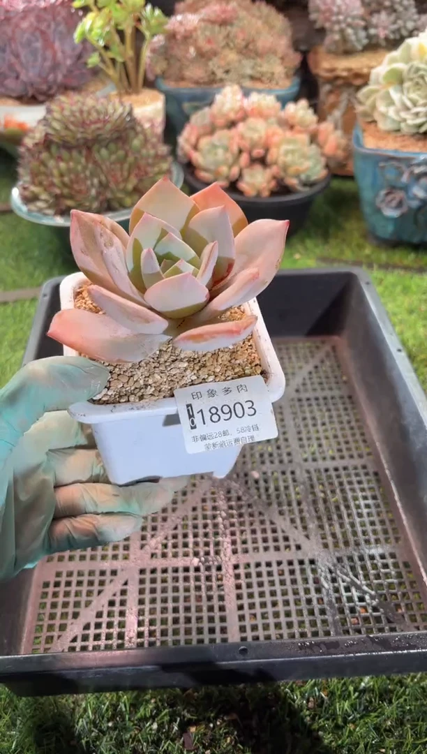 【闪购商品】18905