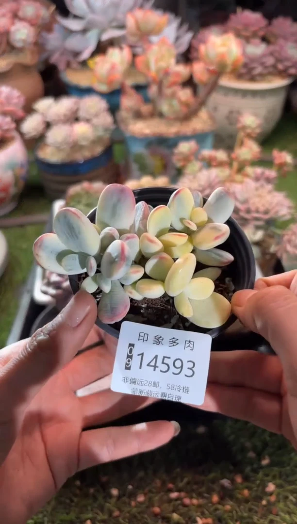 【闪购商品】14593