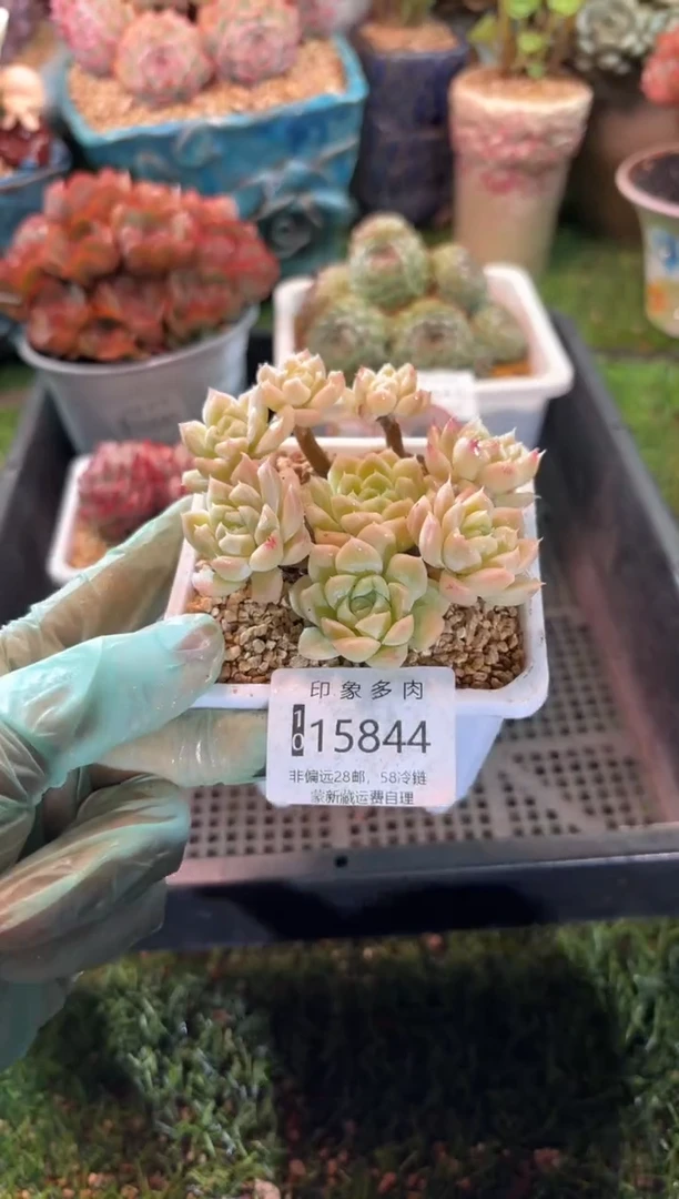 【闪购商品】15844