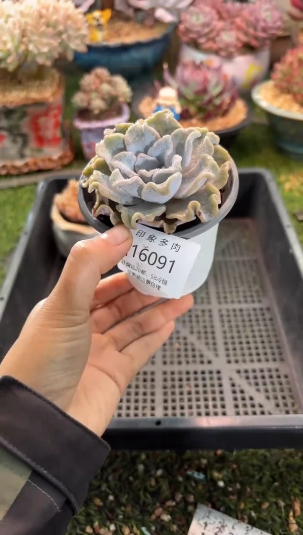 【闪购商品】16091