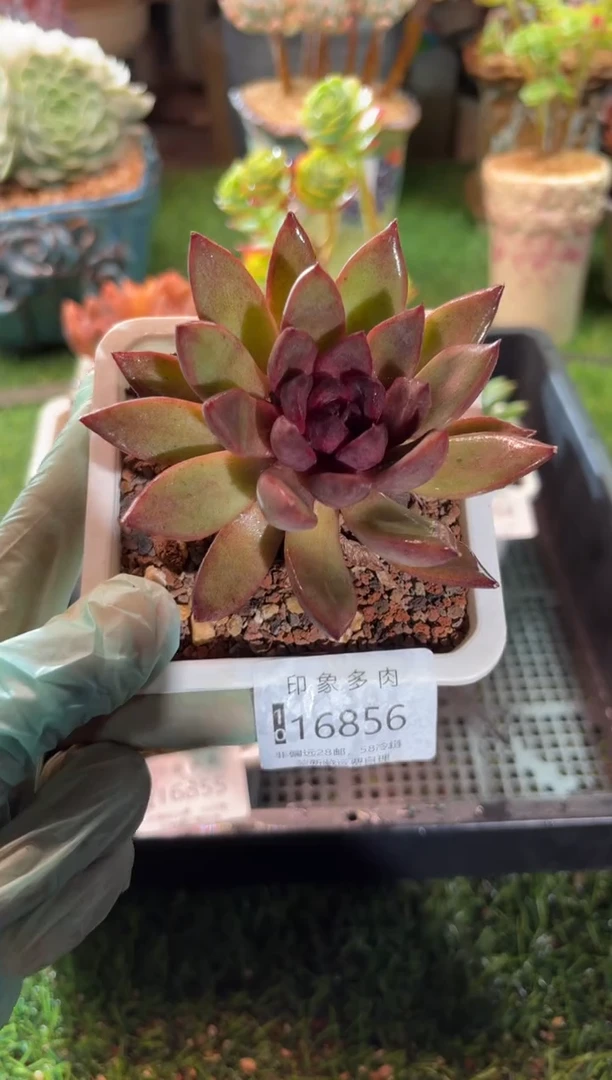 【闪购商品】16856