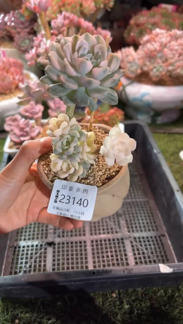 【闪购商品】23140