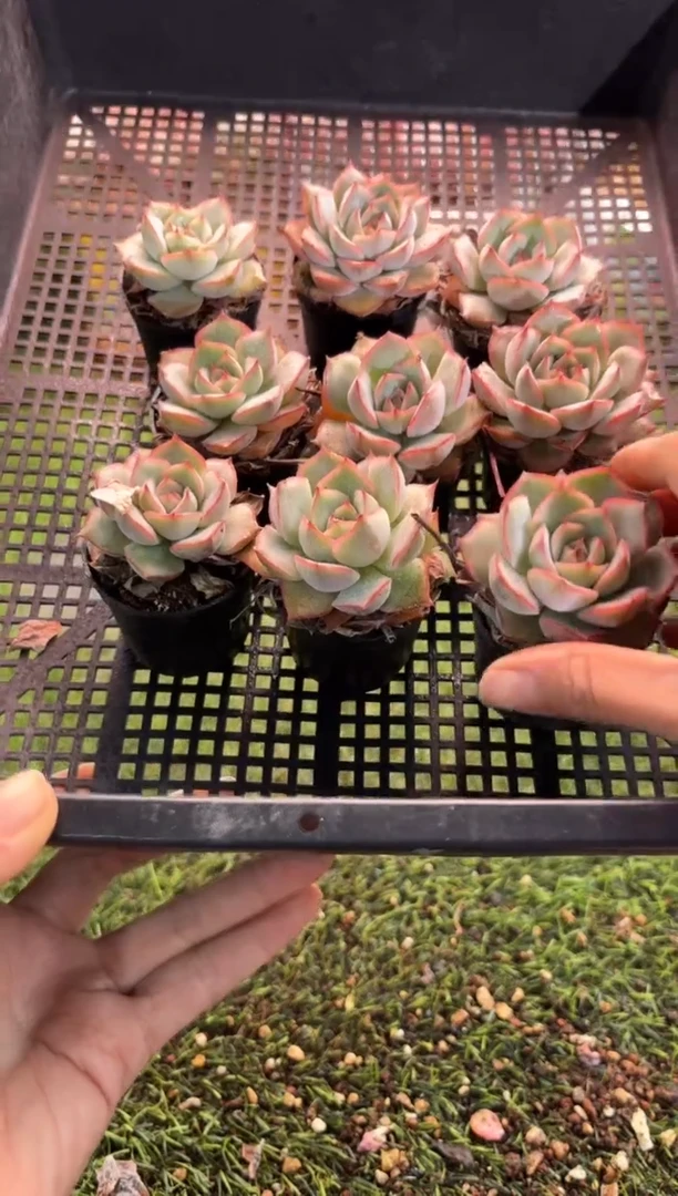 【闪购商品】单头猎户座1颗