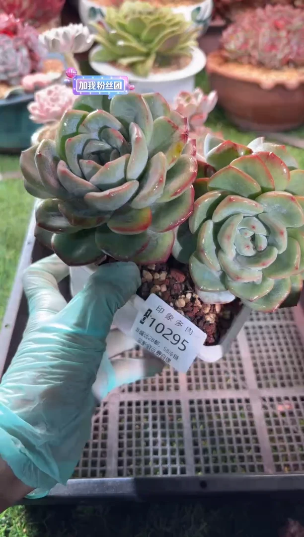 【闪购商品】10295