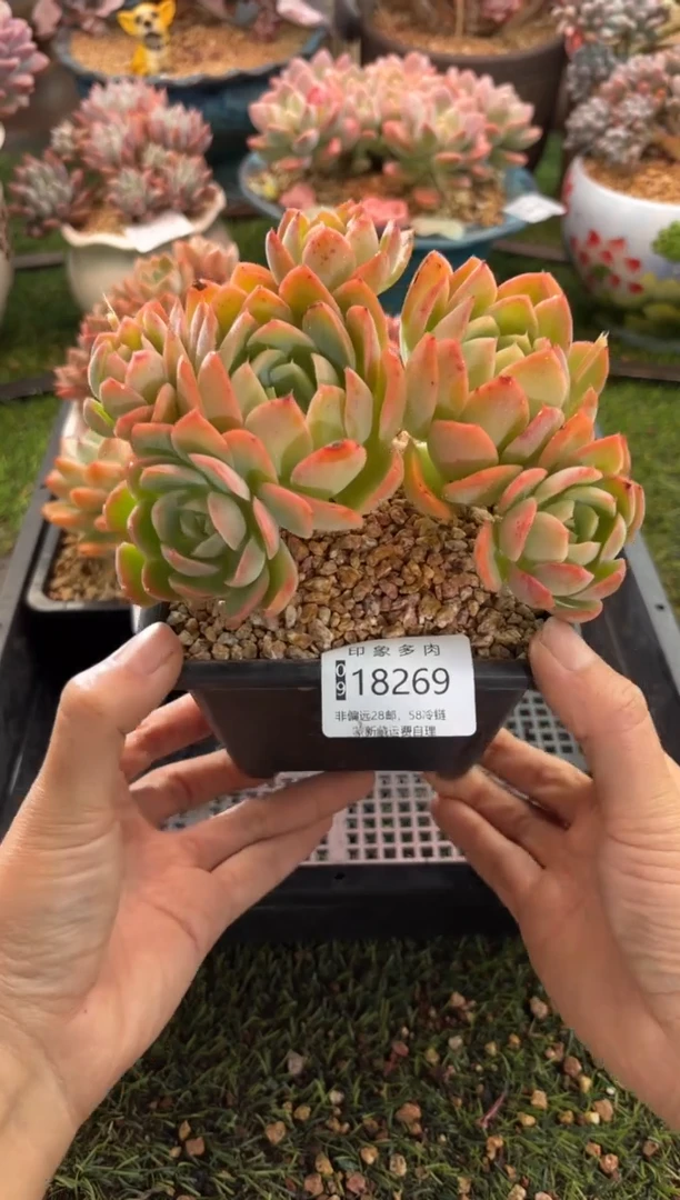 【闪购商品】18269