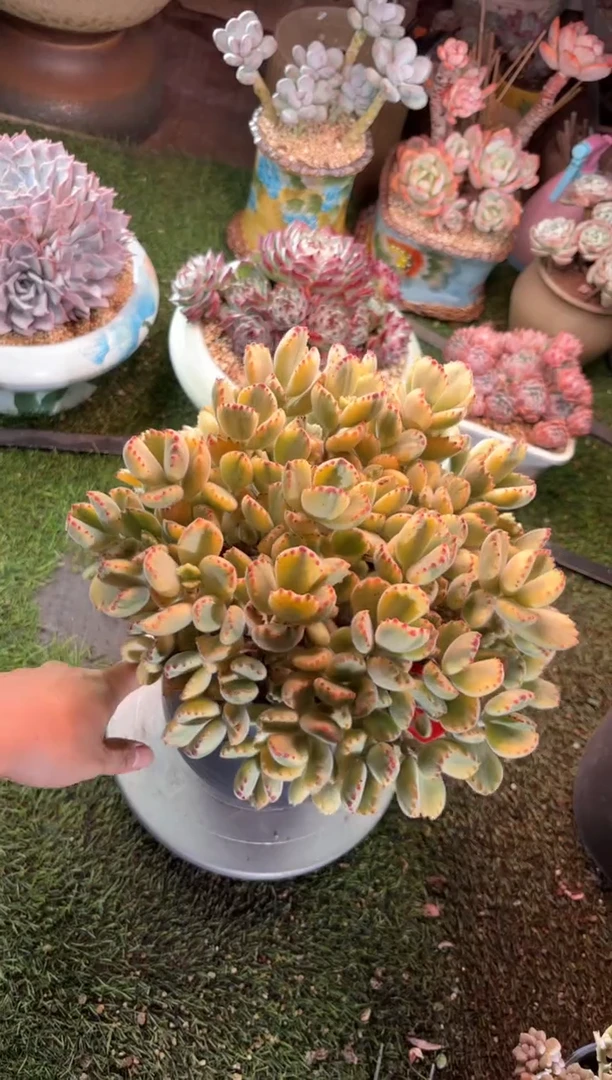 【闪购商品】03220带盆土发物流