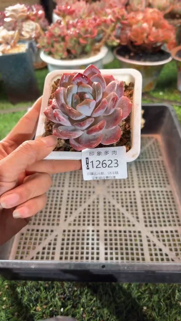 【闪购商品】12623