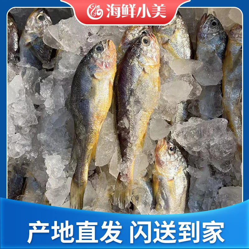 吕四本港野生黄鱼~顺丰包邮