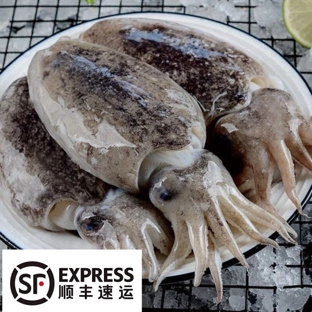 【顺丰速运】2斤舟山东海野生墨鱼新鲜冷冻当季捕捞鲜活急冻章鱼
