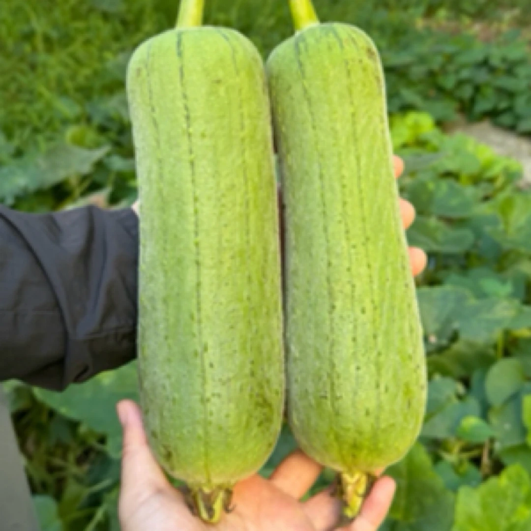 新鲜丝瓜短棒肉丝瓜牛奶香丝瓜农家蔬菜新鲜发货