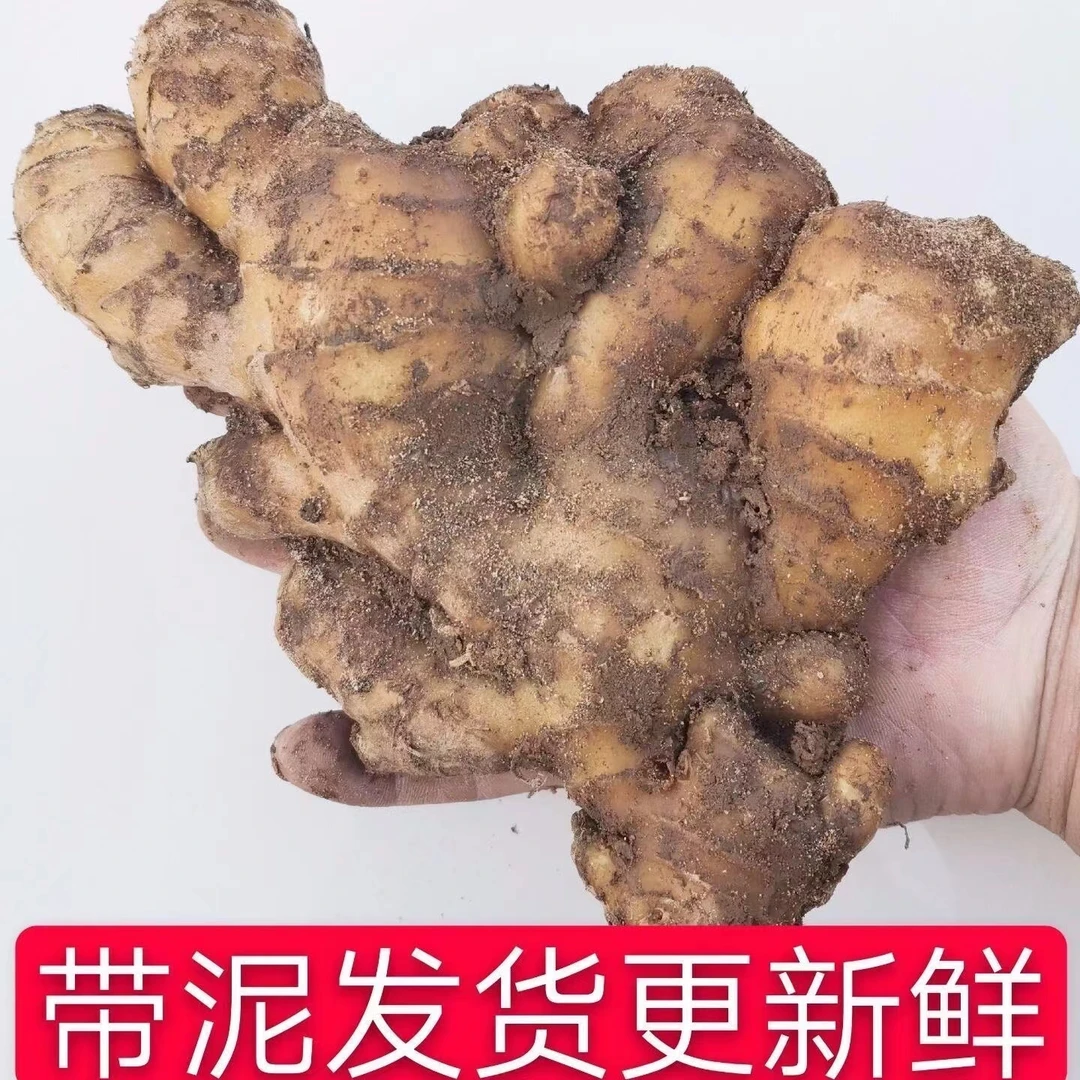 山东大姜老姜窖藏黄姜生姜月子姜带泥发货1斤2斤3斤5斤