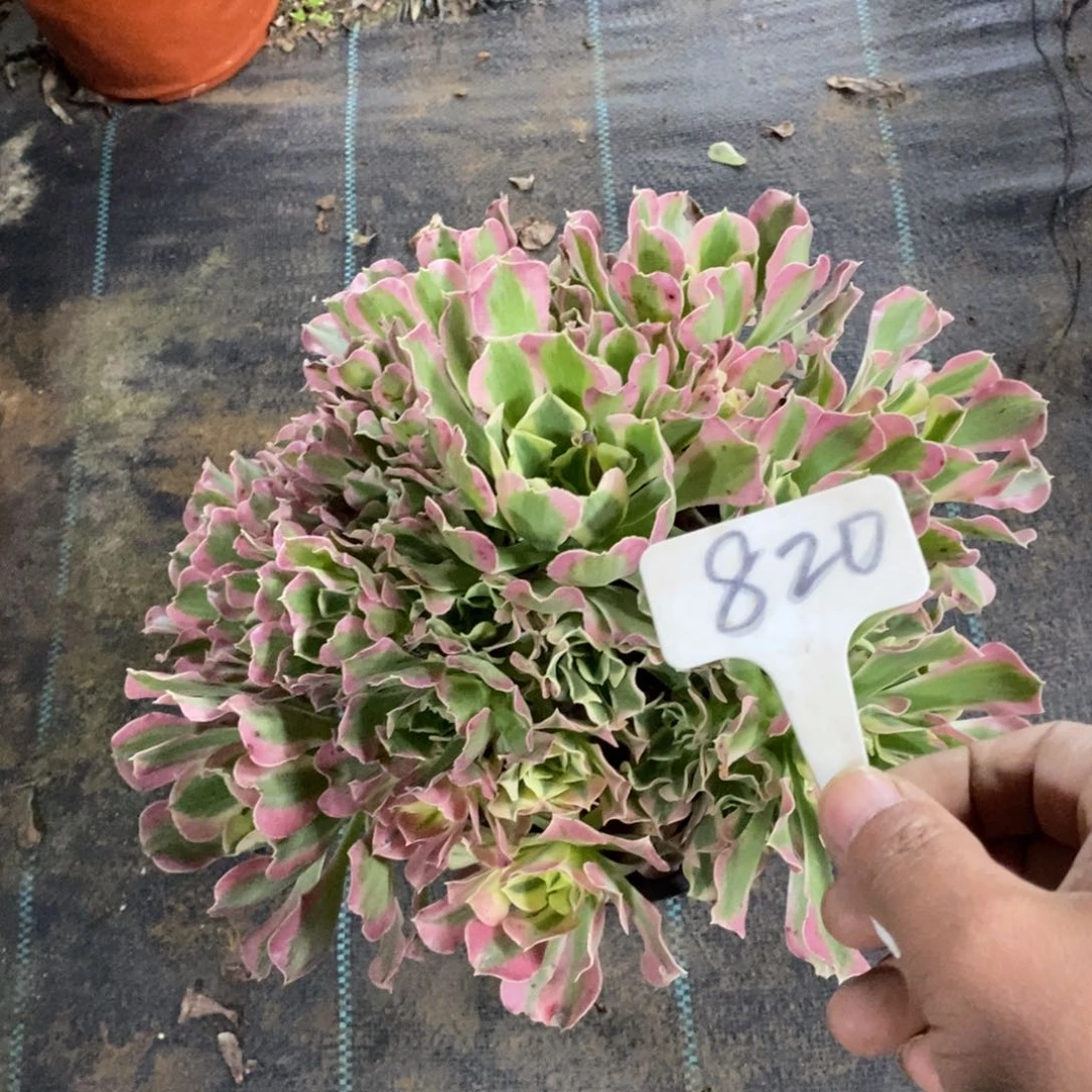 红陶20CM（含）-50CM（不含）