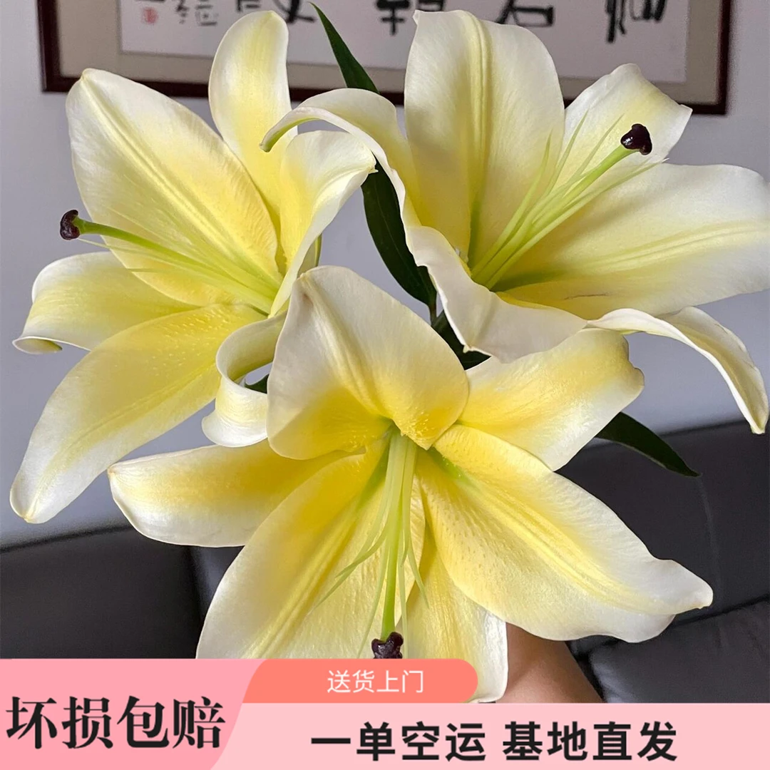 （5度以下必拍保温棉）黄天霸香水百合基地直发 发货后不支持退款