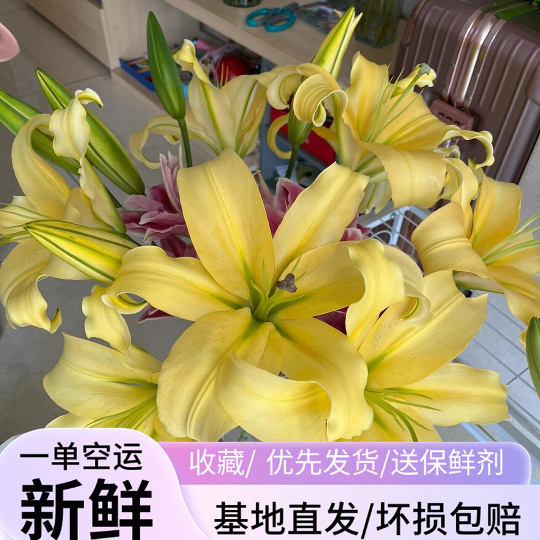 【皇帝百合】优选生活水养鲜花 云南基地顺丰包邮 发货后不支持退款