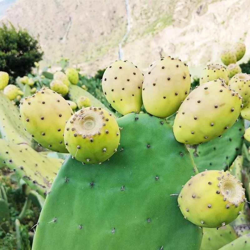 梨果仙桃食用白果仙人掌多肉植物花卉绿植盆栽可嫁接蟹爪兰