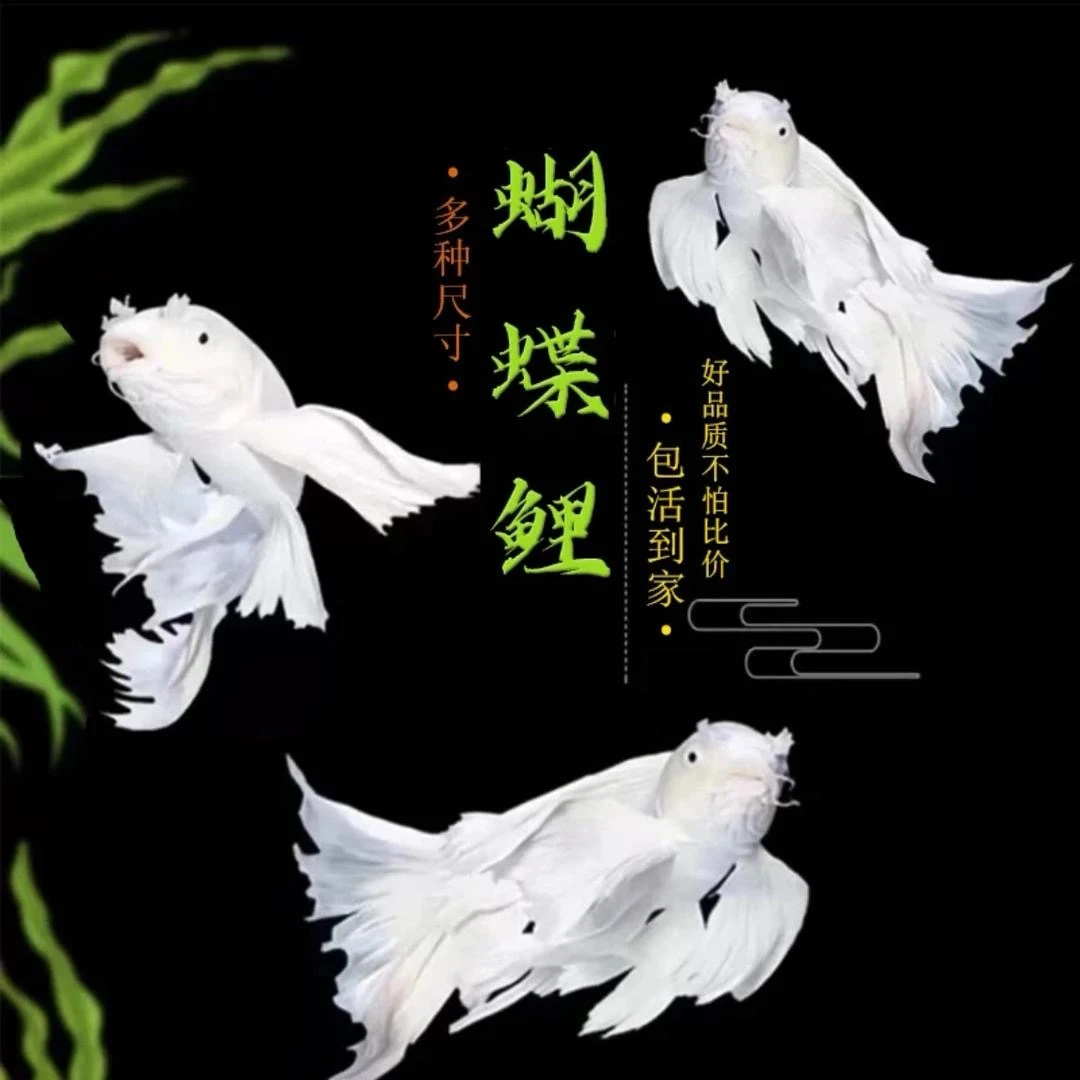 （改价）台湾蝴蝶鲤石膏白狮头大鳍大尾球体冷淡水观赏鱼饲养