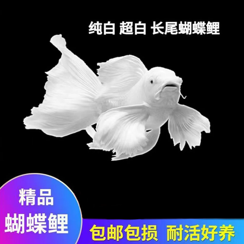 台湾贵妃蝴蝶鲤广温鱼好养耐活颜色种类繁多包邮包活