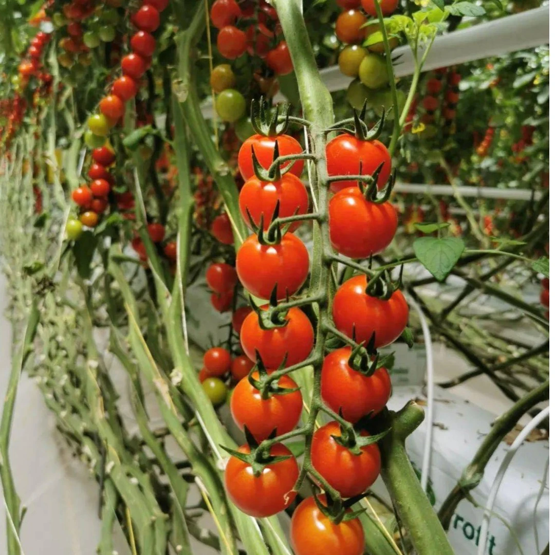 串番茄番茄小番茄同城配