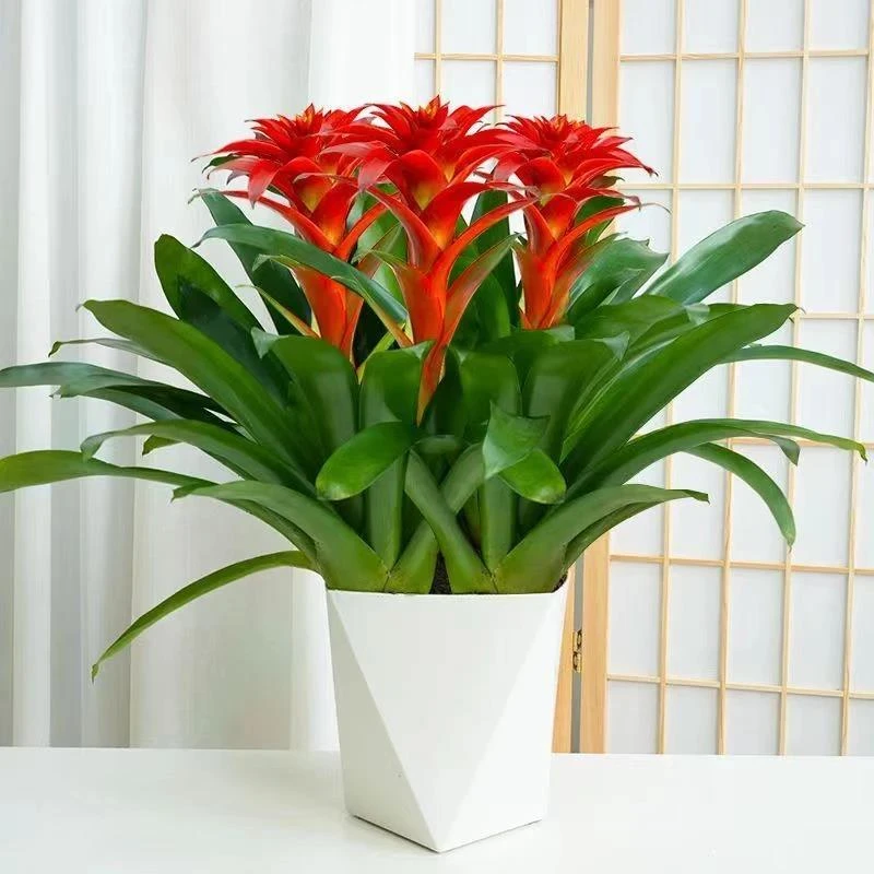 小红星鸿运当头盆栽四季开花室内耐阴好养活大凤梨花绿植净化花卉