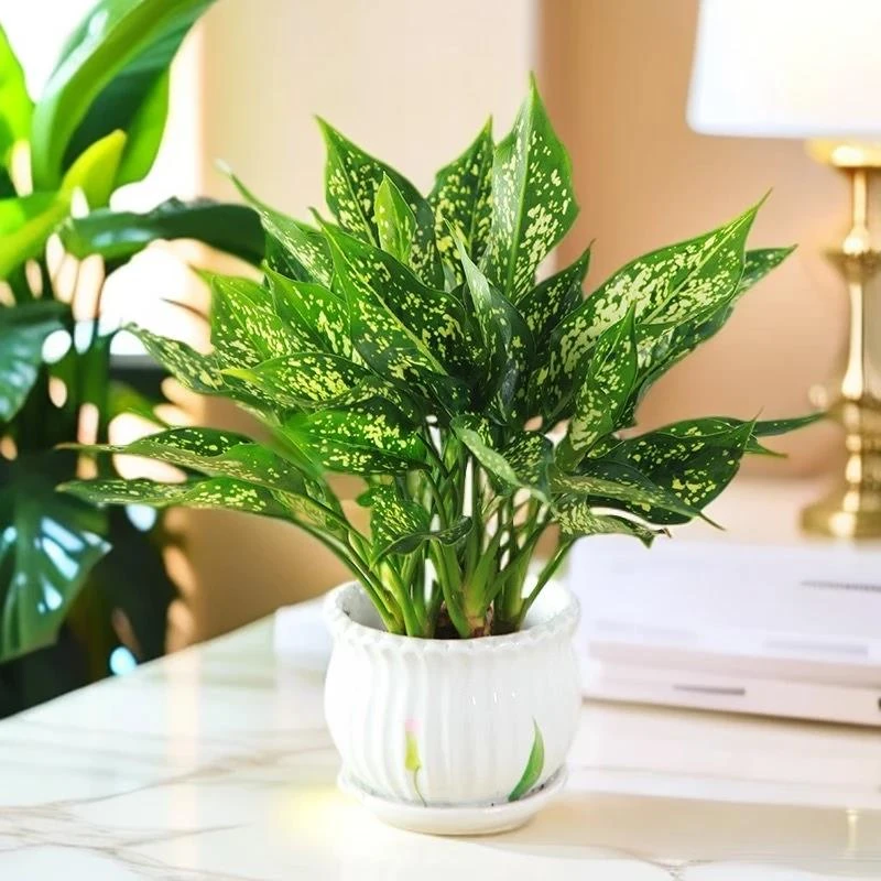 土培翡翠如意皇后室内办公室桌面摆件绿植花卉盆栽净化空气常青花