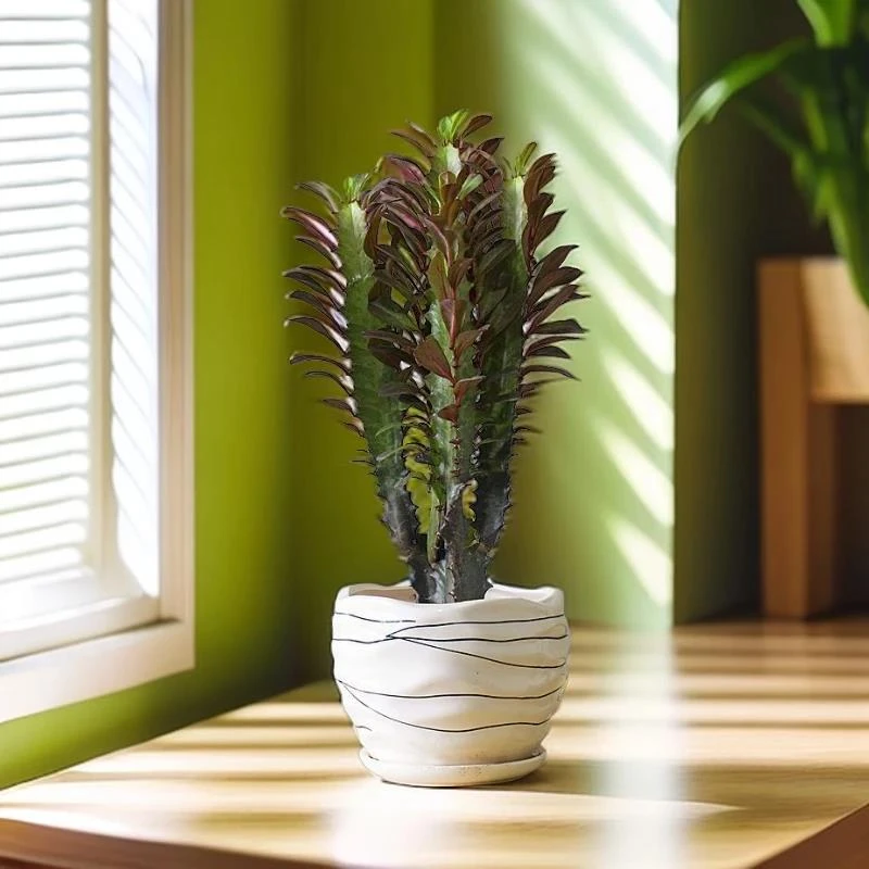 龙骨老桩盆栽旺财多肉绿植净化空气仙人掌客厅办公室摆件叶子小型