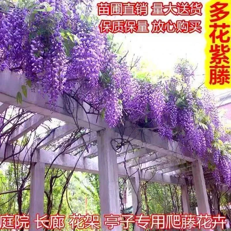 紫藤花树苗花卉盆栽别墅庭院绿化爬藤植物室内外四季开花不断攀援
