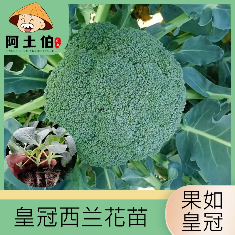 【阿土伯】鲜嫩皇冠西兰花秧苗 四季阳台盆栽均可种植