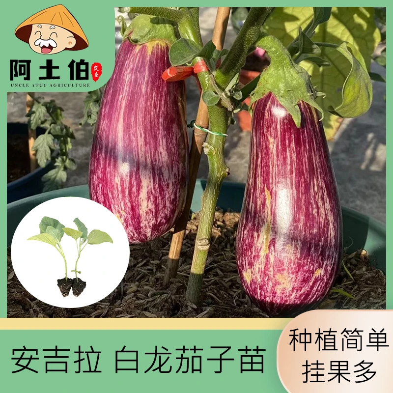 【阿土伯】紫色安吉拉茄子苗 白色白龙茄子苗地栽 庭院种植