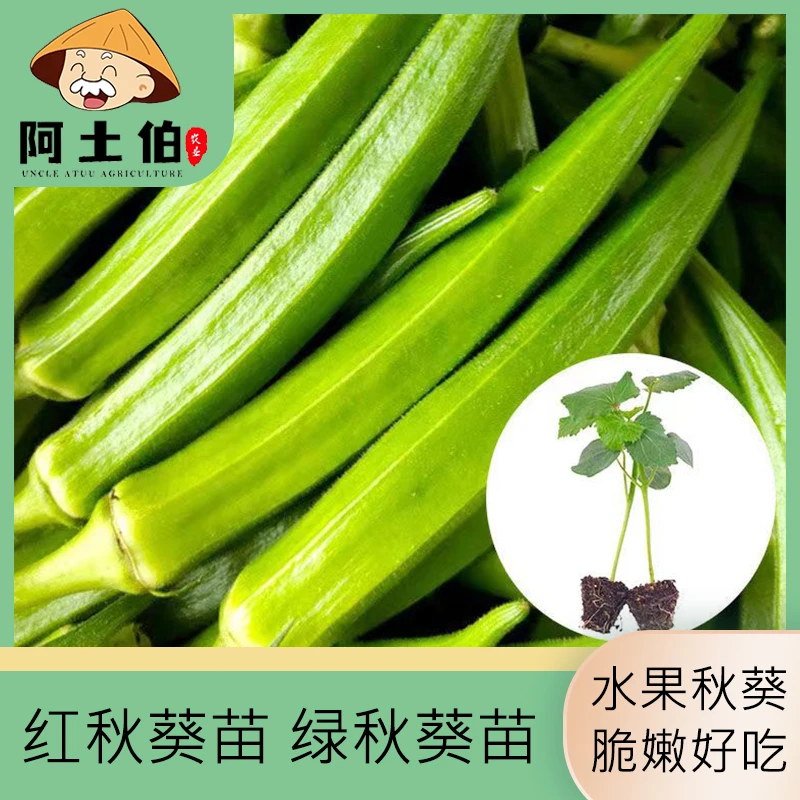 【阿土伯】水果秋葵苗超嫩超耐老高产春秋四季盆栽红秋葵绿秋葵秧苗