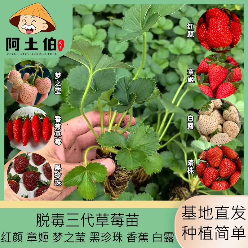 脱毒三代章姬红颜梦之莹黑珍珠白露香蕉隋珠带土四季阳台庭院种植