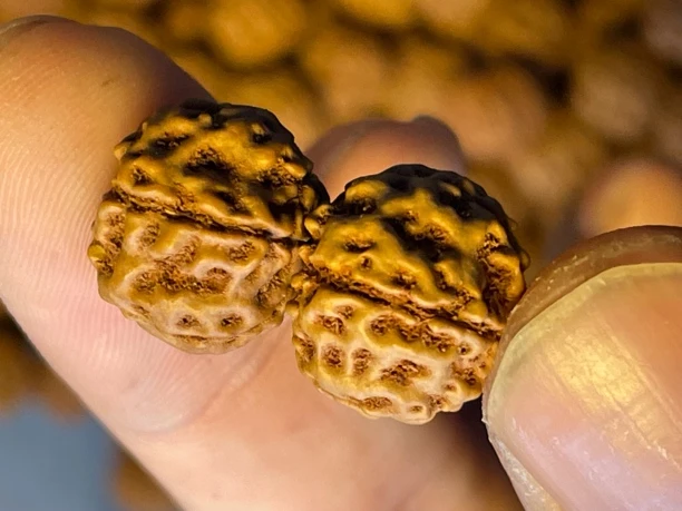 天价蜂王小金刚菩提散籽 30颗一份 尺寸13-17mm