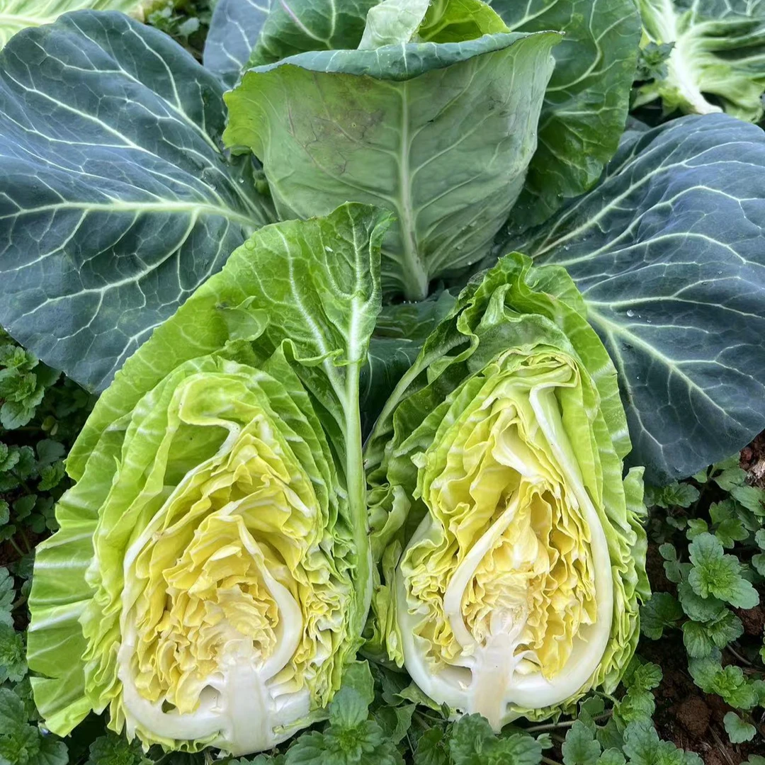 【贵州高山】农家肥自种牛心包菜火锅泡菜炒菜必备