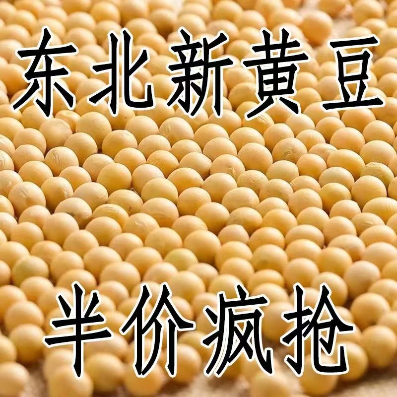 23年东北能发豆芽的黄豆散装发黄豆芽专用豆黑龙江生豆芽黄豆
