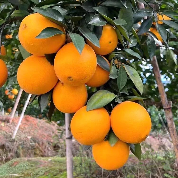 【赣南脐橙】南北方盆地栽小庭院阳台嫁接橙子树苗果树苗