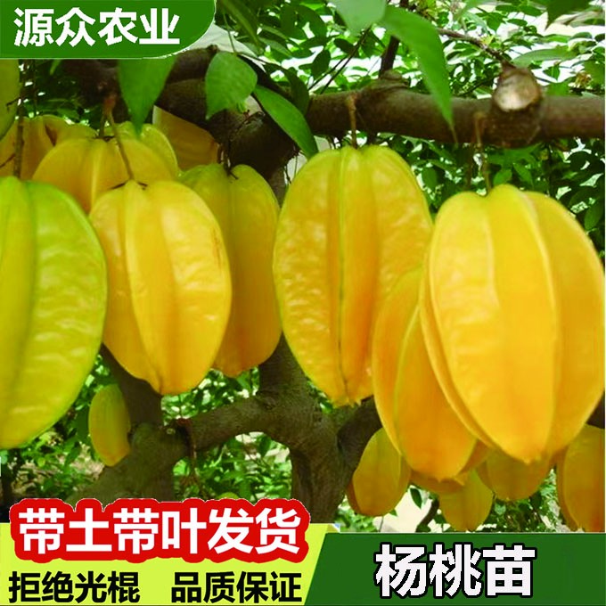 唯源众杨桃热带水果苗嫁接四季图片矮化盆地栽南北方种植直发正宗